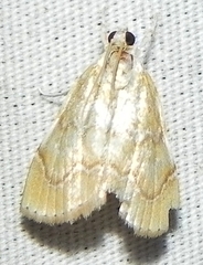 Glaphyria sesquistrialis