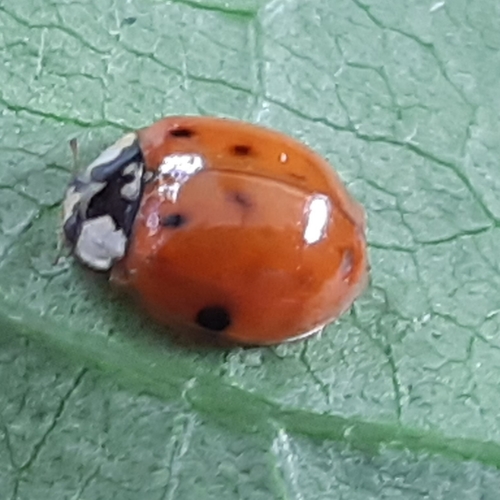 Coccinellidae image