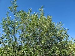 Prunus virginiana