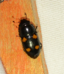 Glischrochilus obtusus