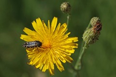 Acmaeodera hepburnii