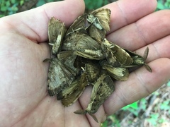 Lymantria dispar dispar