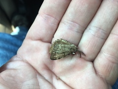 Lymantria dispar dispar