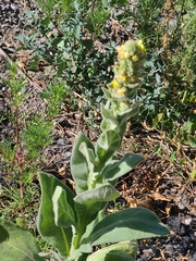 Verbascum thapsus