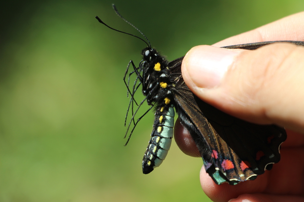 Crassus Swallowtail