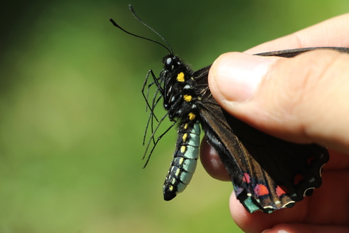 Crassus Swallowtail