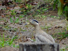 Burhinus superciliaris