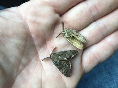 Lymantria dispar dispar