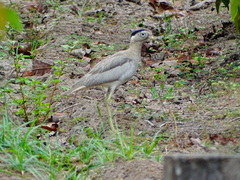 Burhinus superciliaris