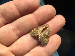 Lymantria dispar dispar