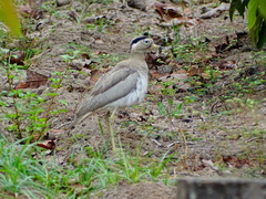 Burhinus superciliaris