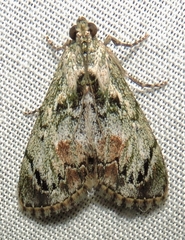 Enchesphora recurvalis