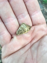 Lymantria dispar dispar