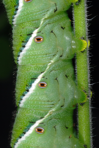 Tobacco hornworm