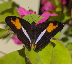 Adelpha cocala caninia