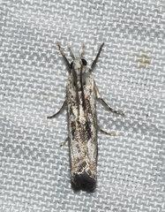 Microcrambus minor
