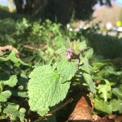 Lamium purpureum purpureum