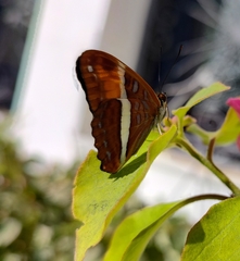 Adelpha cocala caninia