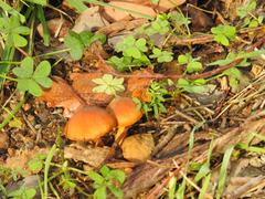 Cortinarius abnormis