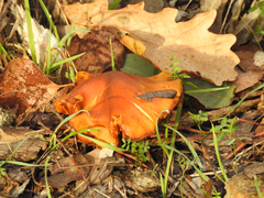 Cortinarius abnormis