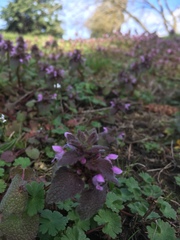 Lamium purpureum purpureum