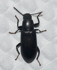 Xylopinus saperdoides