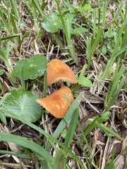 Marasmius elegans