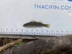 Etheostoma camurum