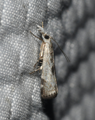 Microcrambus minor