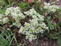 Scleranthus perennis