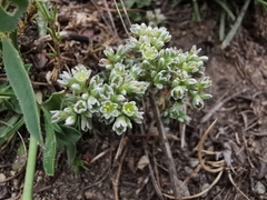 Scleranthus perennis