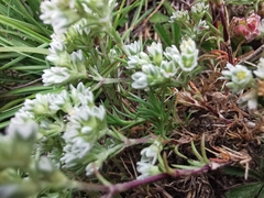 Scleranthus perennis