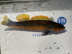 Percina aurantiaca