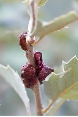 Disholandricus chrysolepidis