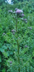 Cirsium