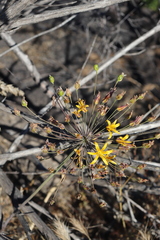 Bloomeria crocea aurea