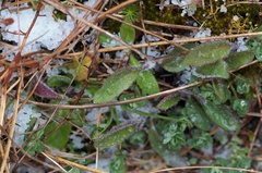Hieracium lepidulum