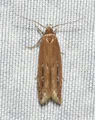 Limnaecia phragmitella
