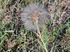 Tragopogon dubius