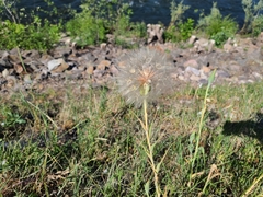 Tragopogon dubius