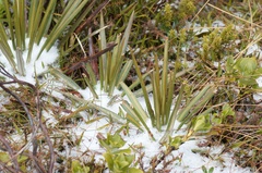 Celmisia armstrongii