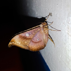Lepidoptera
