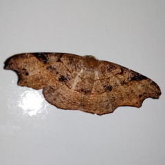 Lepidoptera