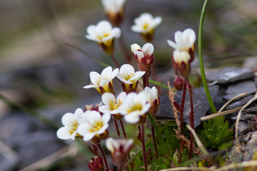 tufted saxifrage