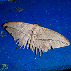 Lepidoptera