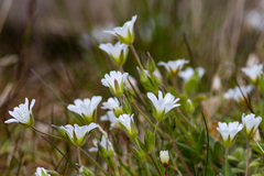 Cerastium nigrescens