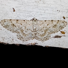 Lepidoptera