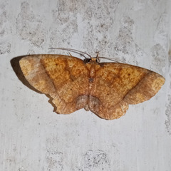 Lepidoptera