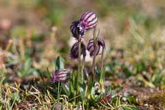 Silene uralensis arctica