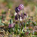 Silene uralensis arctica - Photo (c) millennium-falcon, algunos derechos reservados (CC BY-NC-SA), subido por millennium-falcon